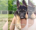 Small #2 German Shepherd Dog