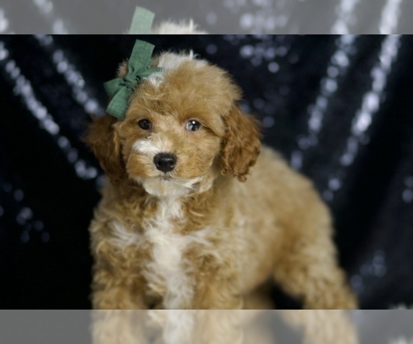 Medium Photo #3 Poodle (Toy) Puppy For Sale in WARSAW, IN, USA