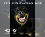 Small #1 Rottweiler