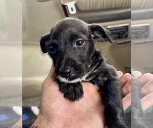 Mutt Dogs for adoption in Jefferson, NJ, USA