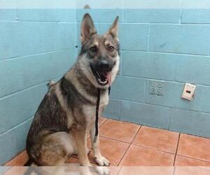 German Shepherd Dog Dogs for adoption in Downey, CA, USA