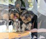 Small Photo #3 Yorkshire Terrier Puppy For Sale in BONNERDALE, AR, USA