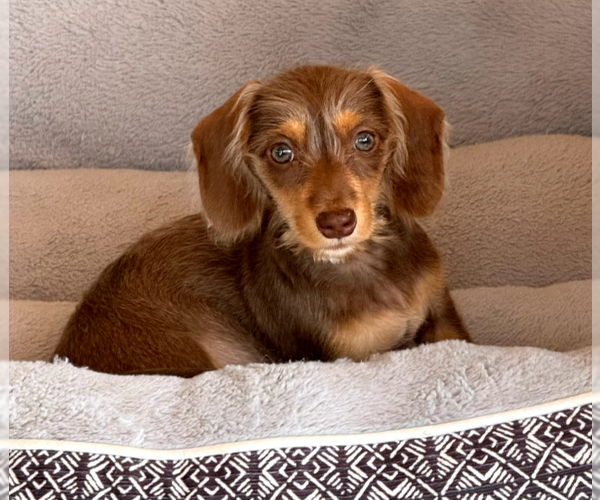 Medium Photo #3 Dachshund Puppy For Sale in Sioux Falls, SD, USA