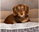 Small #2 Dachshund