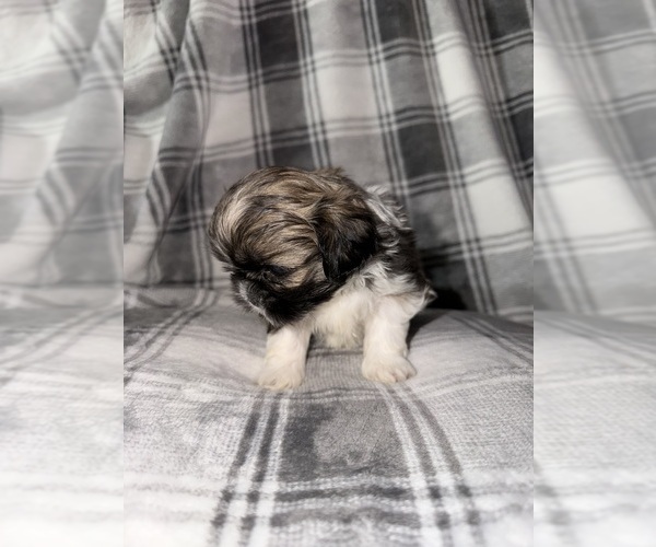 Medium Photo #5 Shih Tzu Puppy For Sale in GLENDALE HEIGHTS, IL, USA