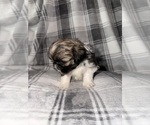 Small #4 Shih Tzu