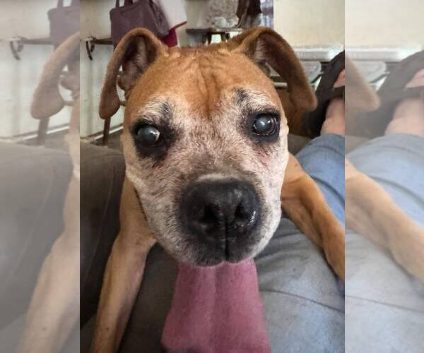 Medium Photo #2 Boxer Puppy For Sale in Burnsville, MN, USA