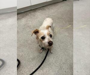 Mutt Dogs for adoption in Alameda, CA, USA