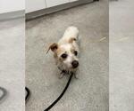 Small Mutt