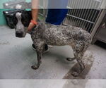 Small Bluetick Coonhound Mix