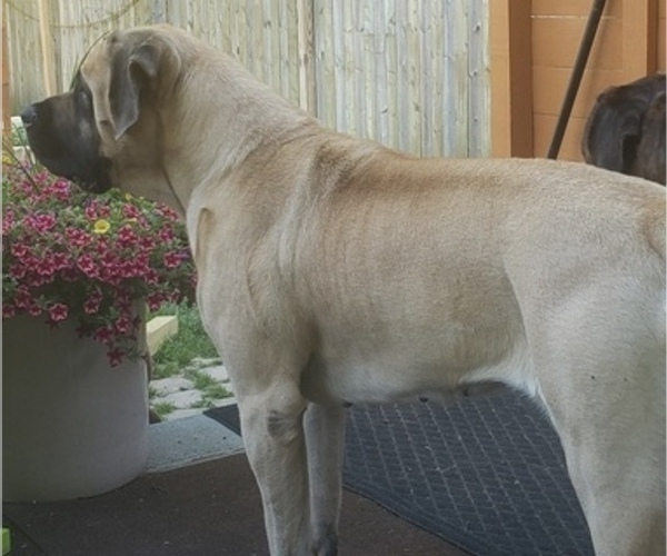 Medium Photo #1 Mastiff Puppy For Sale in MENTOR ON THE, OH, USA