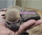 Puppy Spaghetti Chinese Shar-Pei