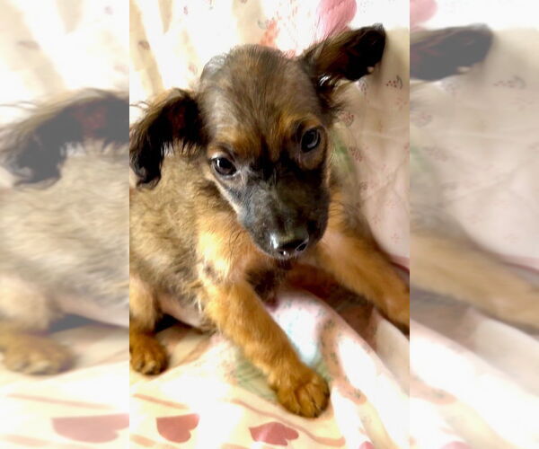 Medium Photo #3 Mutt Puppy For Sale in San Diego, CA, USA