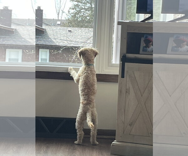 Medium Photo #4 Poodle (Toy)-Unknown Mix Puppy For Sale in Brooklyn Center, MN, USA