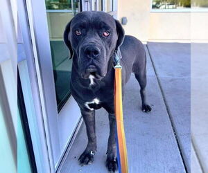 Mutt Dogs for adoption in Las Vegas, NV, USA