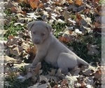 Small #9 Labrador Retriever