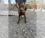Small #1 Great Dane