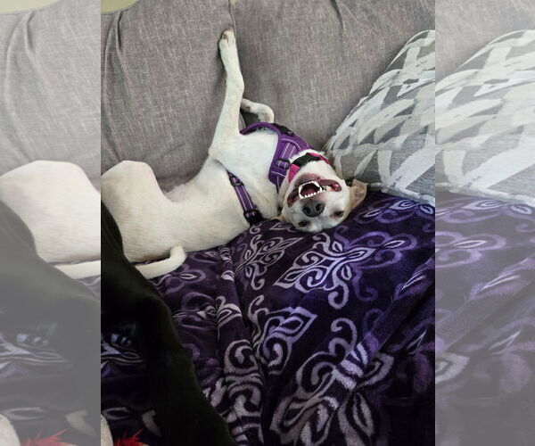 Medium Photo #3 Jack Russell Terrier-Unknown Mix Puppy For Sale in Princeton, MN, USA