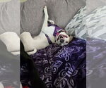 Small #2 Jack Russell Terrier Mix