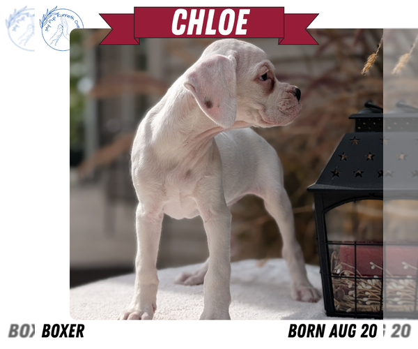 Medium Photo #11 Boxer Puppy For Sale in GOSHEN, IN, USA