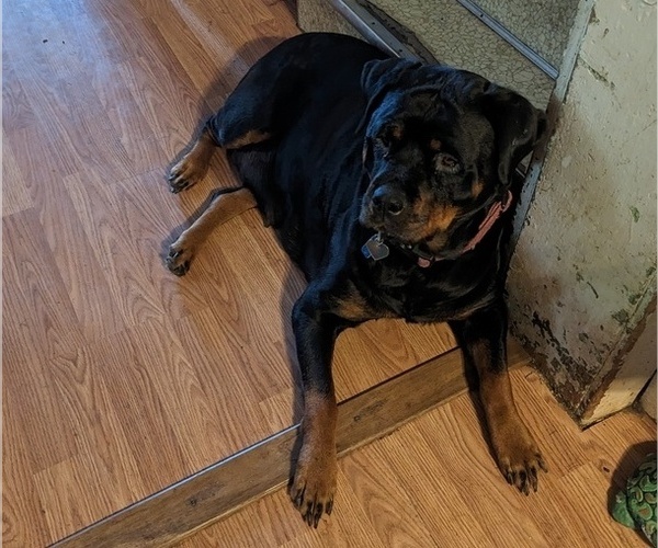 Medium Photo #1 Rottweiler Puppy For Sale in LITTLESTOWN, PA, USA