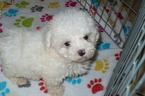 Small #5 Maltese-Poodle (Toy) Mix