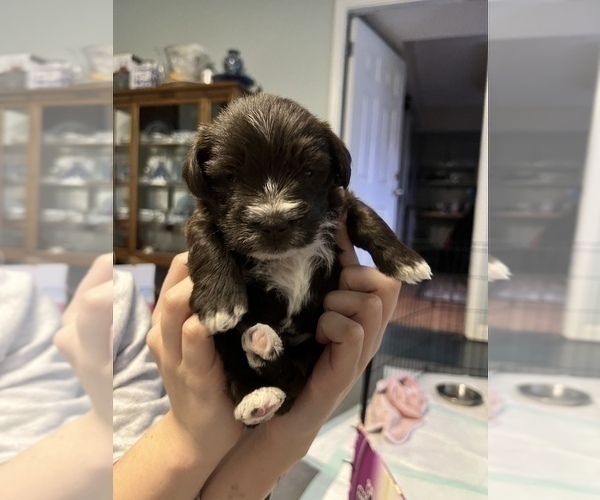 Medium Photo #2 Schnauzer (Miniature) Puppy For Sale in DALLAS, GA, USA