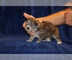 Small Photo #10 Poodle (Toy) Puppy For Sale in DYERSBURG, TN, USA