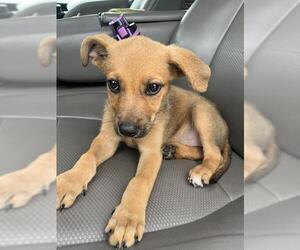 German Shepherd Dog-Unknown Mix Dogs for adoption in Oklahoma City, OK, USA