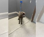 Small Mastiff