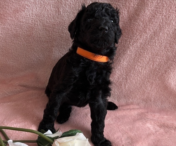 Medium Photo #13 Poodle (Standard) Puppy For Sale in TEMECULA, CA, USA