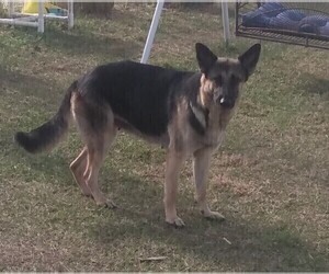 Mother of the German Shepherd Dog puppies born on 04/20/2022