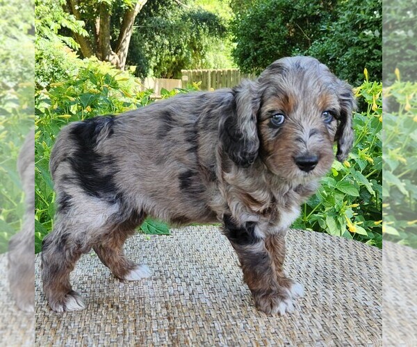 Medium Photo #6 F2 Aussiedoodle Puppy For Sale in COLUMBIA, TN, USA
