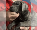Puppy Puppy 3 Cane Corso