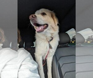 Great Pyrenees-Unknown Mix Dogs for adoption in Bend, OR, USA