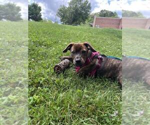Mutt Dogs for adoption in Candler, NC, USA