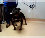 TYRUS - Male Mutt Dog for Adoption - Small photo