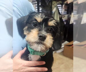 Border Terrier-Unknown Mix Dogs for adoption in Oakland Park, FL, USA