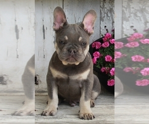 French Bulldog Puppy for sale in FREDERICKSBURG, OH, USA