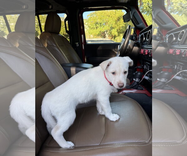 Medium Photo #1 Siberian Husky Puppy For Sale in Holly Springs, NC, USA