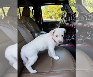 Siberian Husky Dogs for adoption in Holly Springs, NC, USA