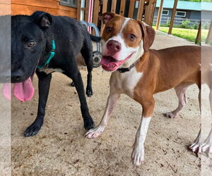 American Pit Bull Terrier-Unknown Mix Dogs for adoption in Germantown, OH, USA