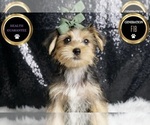Small #6 Morkie