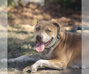 Mutt Dogs for adoption in Camarillo, CA, USA