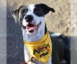 Small American Staffordshire Terrier Mix