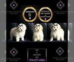 Puppy Uko F1 Maltipoo