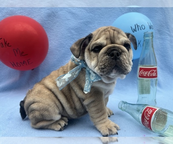 Medium Photo #1 English Bulldog Puppy For Sale in DENVER, PA, USA