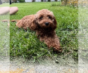 Mother of the Cavapoo puppies born on 05/02/2025