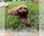 Small Photo #1 Cavapoo Puppy For Sale in KALAMAZOO, MI, USA