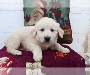 English Cream Golden Retriever Puppy for sale in SHILOH, OH, USA